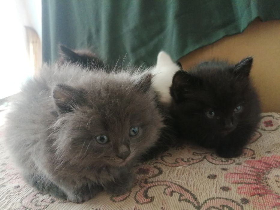 Продам котят, пародистые