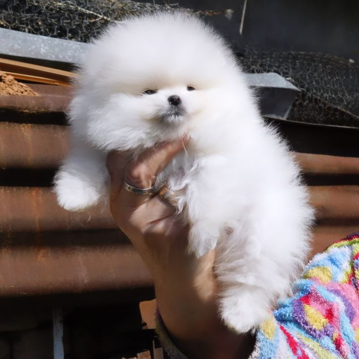 Малыши пушистые щенки