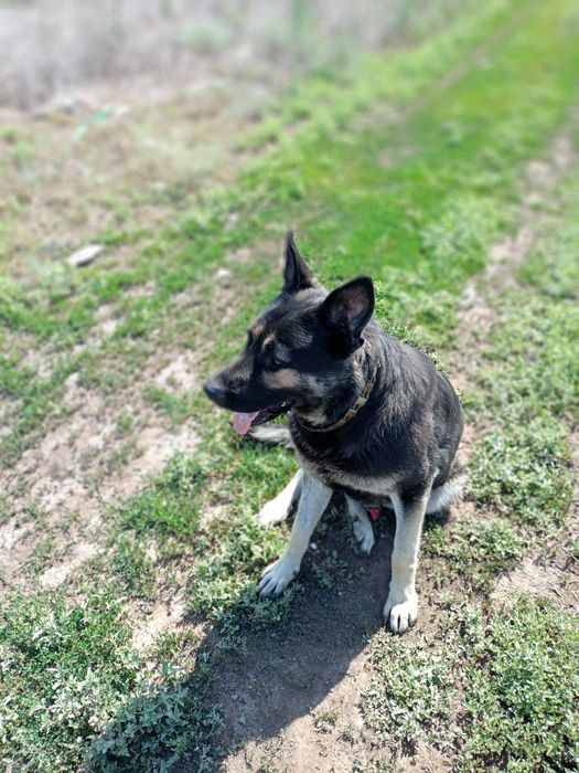 Кабель Европейская овчарка ищем. девочку для вязки