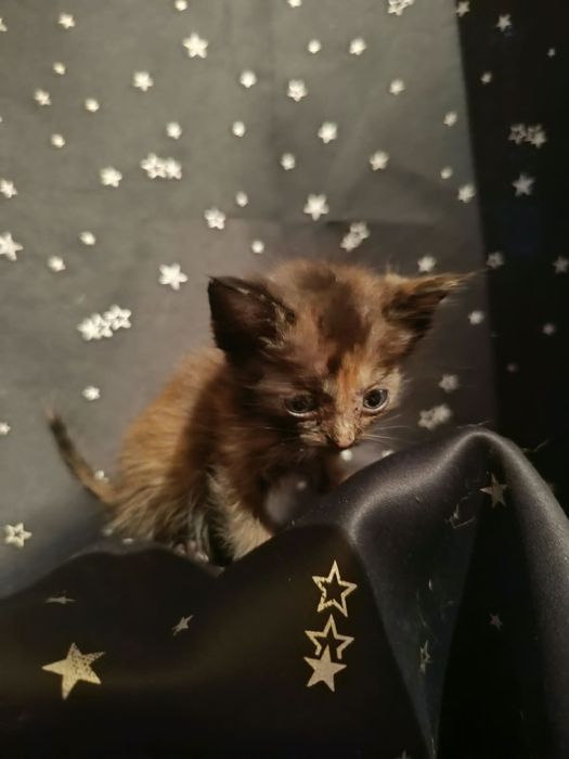 Отдам котят в хорошие руки