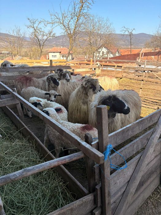 Vand 6 oi tinere cu miei mari