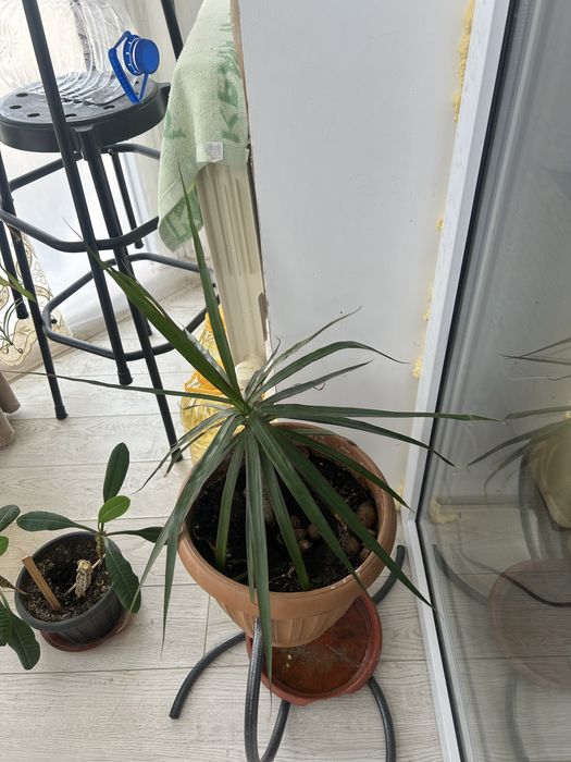 Продам комнатные цветы