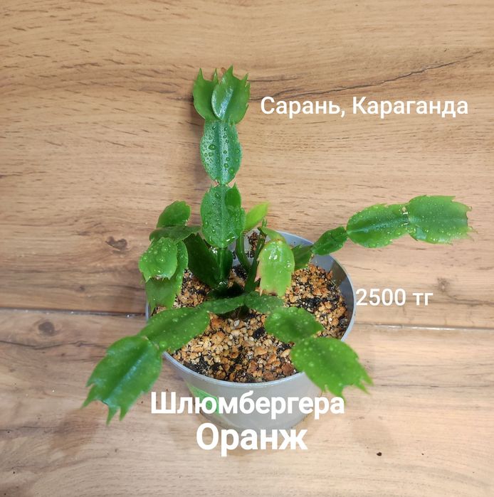 Каштан,Мурайя,рипсалидопсис