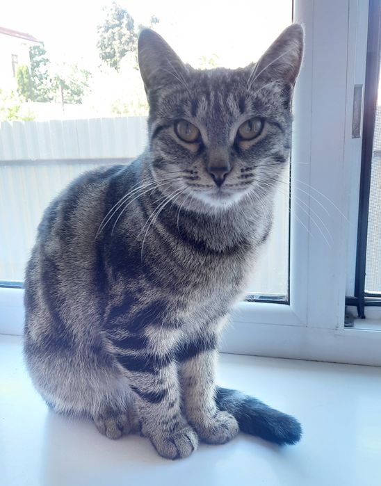 Ласковая девочка в добрую семью