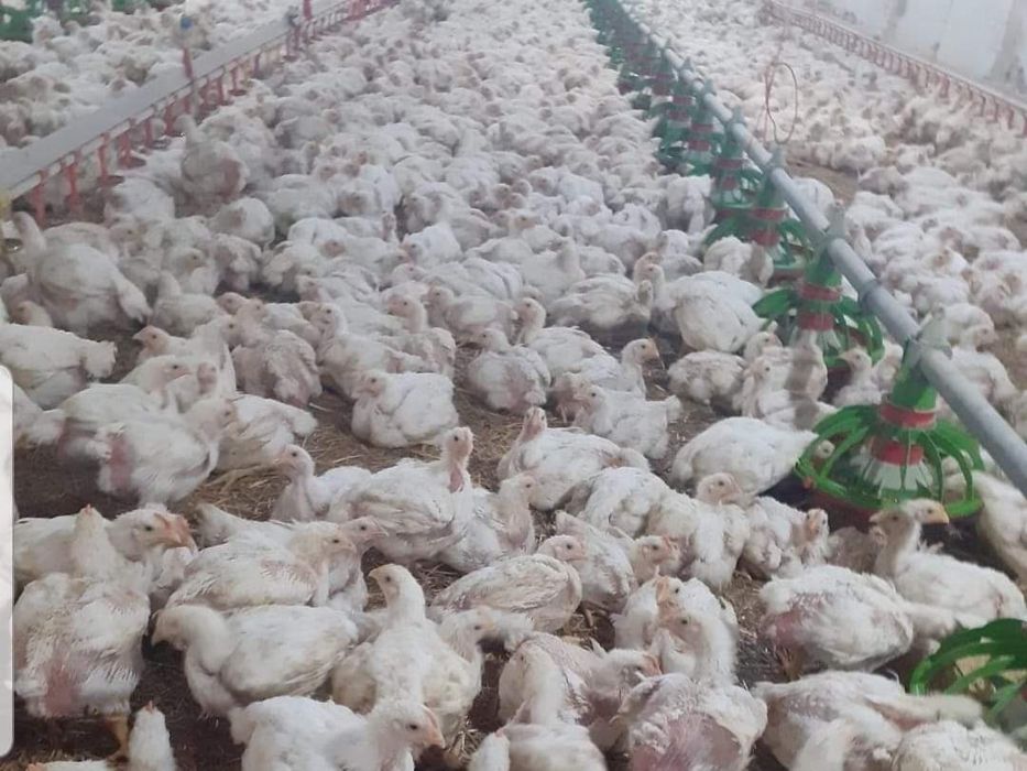 Pui zburați de carne