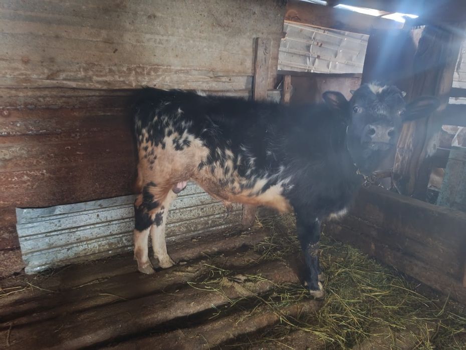 Продается бык за 430тыс