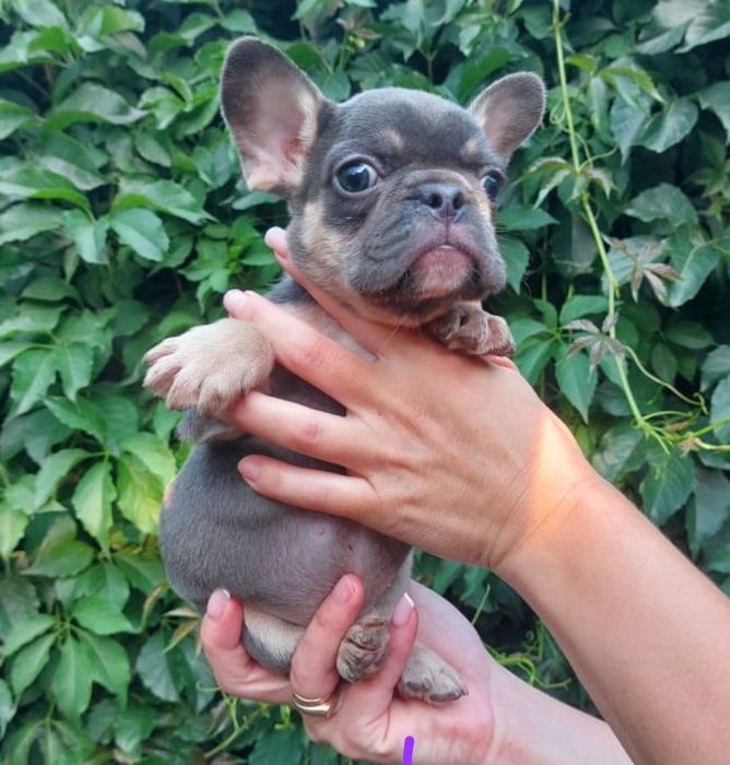 Профессиональный питомник собак