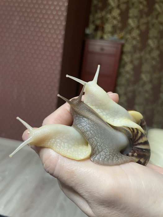 Ахатины гигантские улитки продам