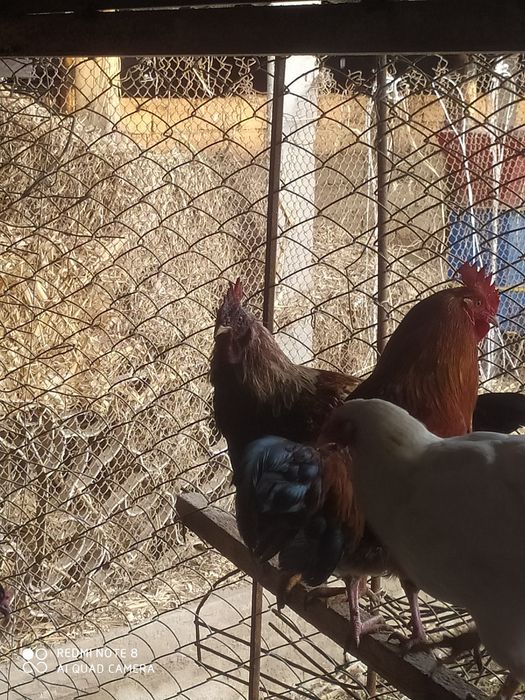 Jaydari xorozlar sotiladi