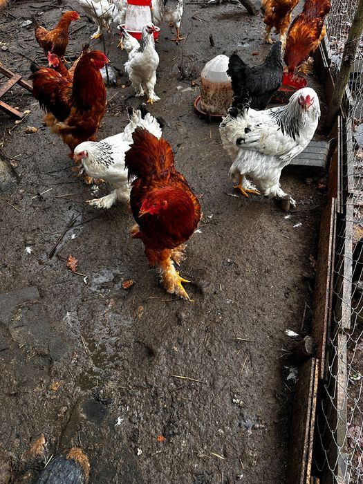 Vând cocoși rasa brahma