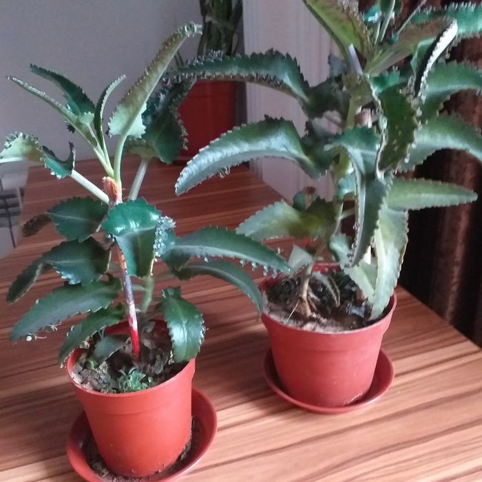 Каланхое домашний доктор