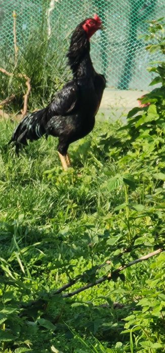 Продается чистокровный петух породы Шамо с курами