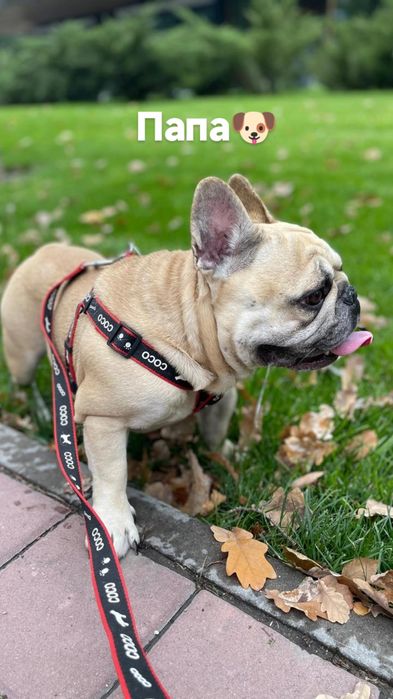 Продам щенков французского бульдога