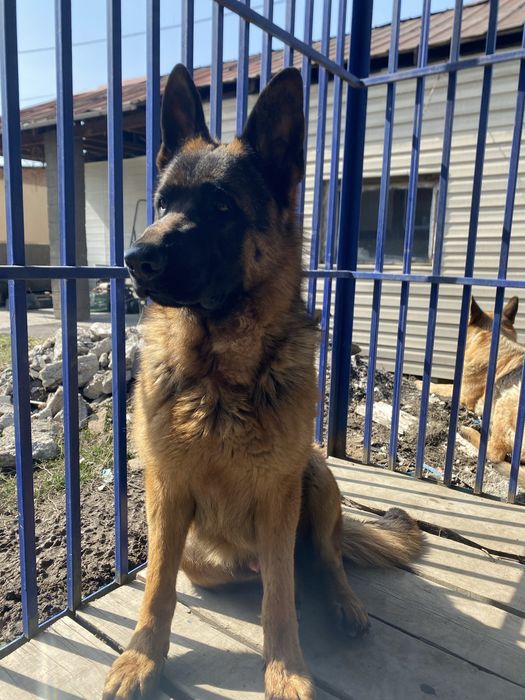 Немецкая овчарка 1 год