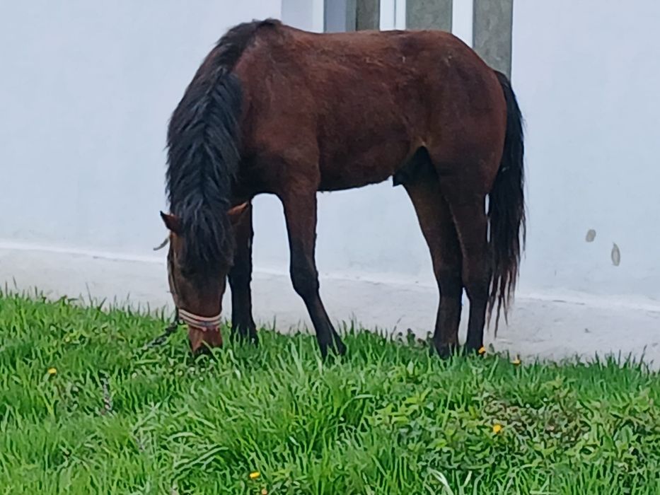 Vând mânz de 11 luni