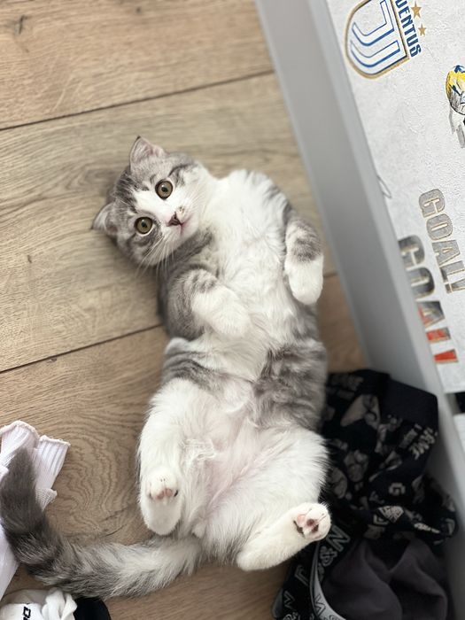 Шотландская вислоухая кошечка, 4 месяца, ищет заботливых хозяев.