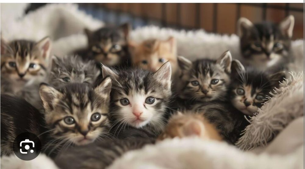 Бесплатно котята разные в хорошие руки