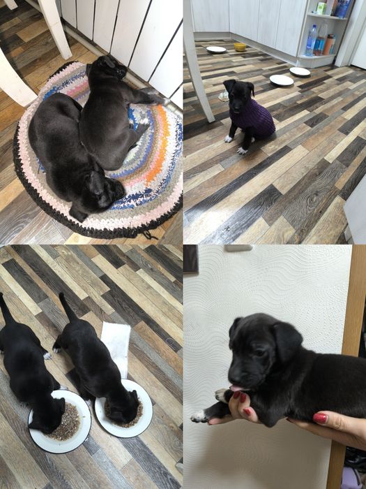 Отдам собак бесплатно