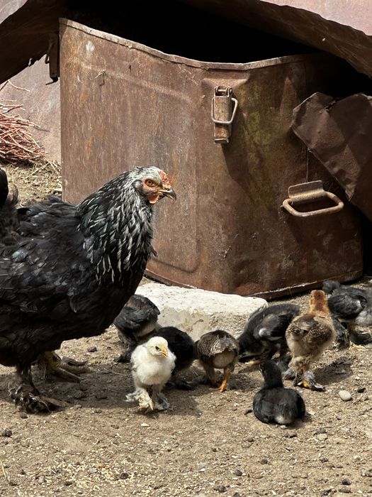 Продам цыплят брама