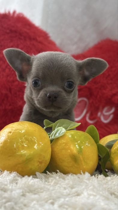 Лиловый малыш чихуахуа