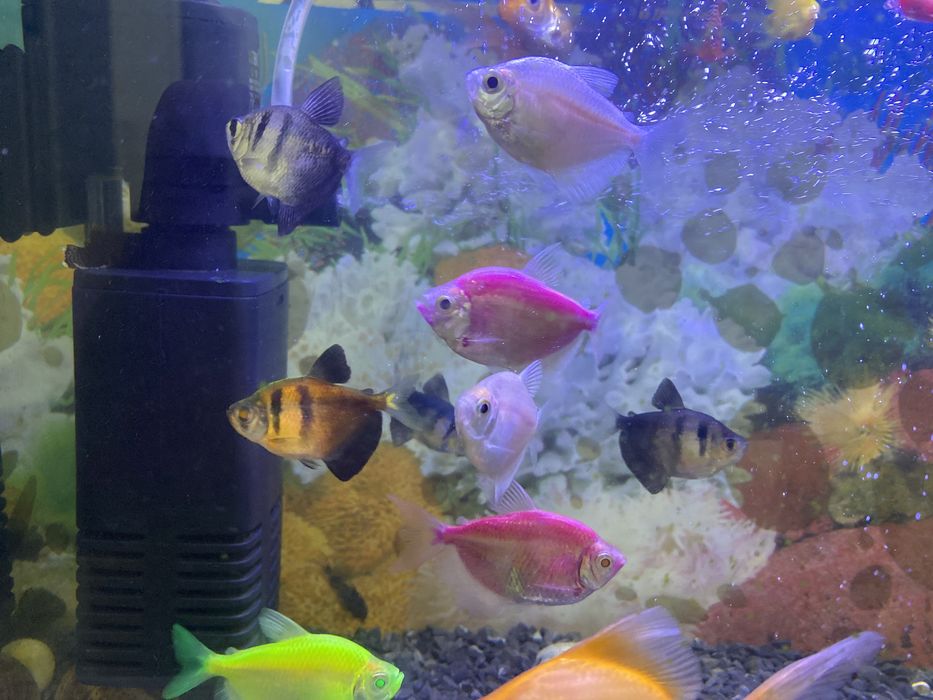 Продам рыбу аквариумный