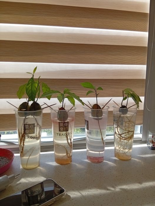 Авокадо для посадки