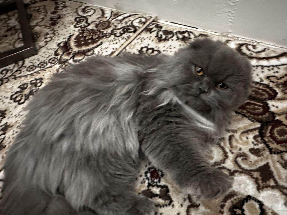 Britanskiy zotdor uzun yungli mushuk