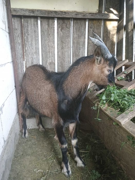 Vând țap vârstă 6 luni