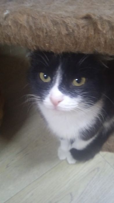 Котята  ищут дом