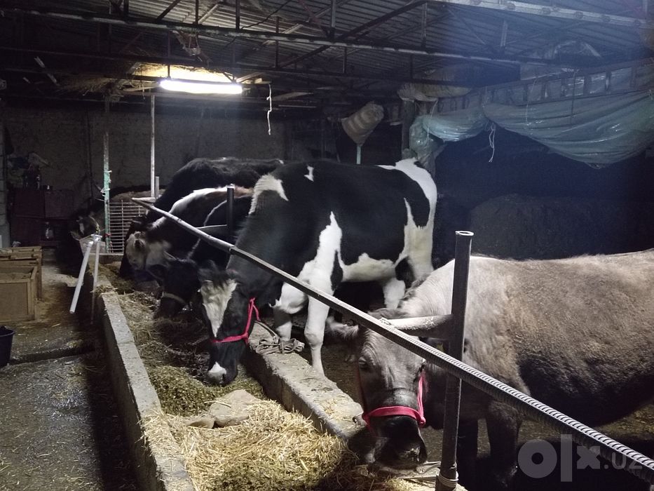 Smental pyostra gibrit 50 litrgacha sut beradgan gonajn sotladi