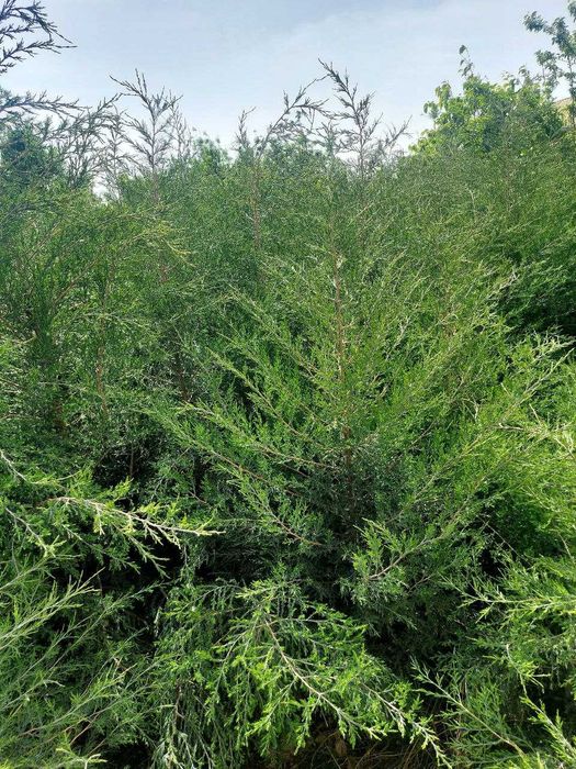 Можжевельник кучатлари сотилади