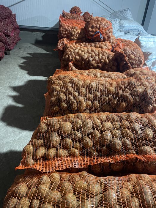 Cartofi SAMANTA Bella Rosa Marabell Secuiana Prada si animale