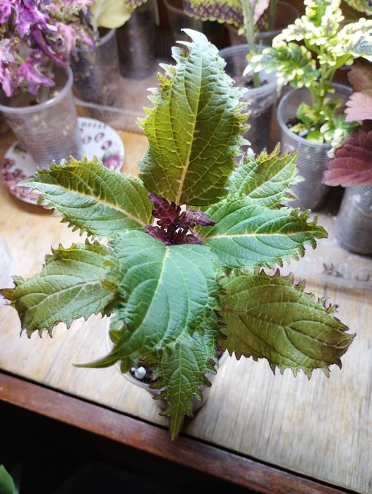 Продам комнатные цветы