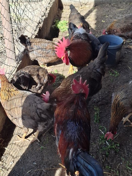 Oua si pui de susex si italieni