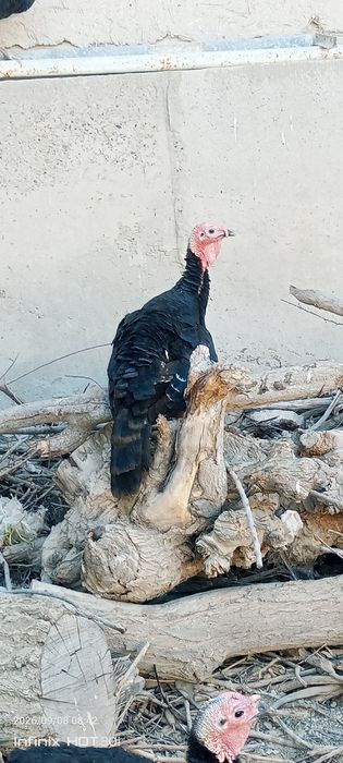 Kurkalar sotiladi.