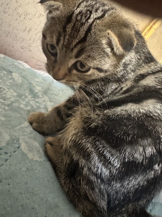 отдам котенка в добрые руки