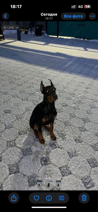 Доберман 6Айлық