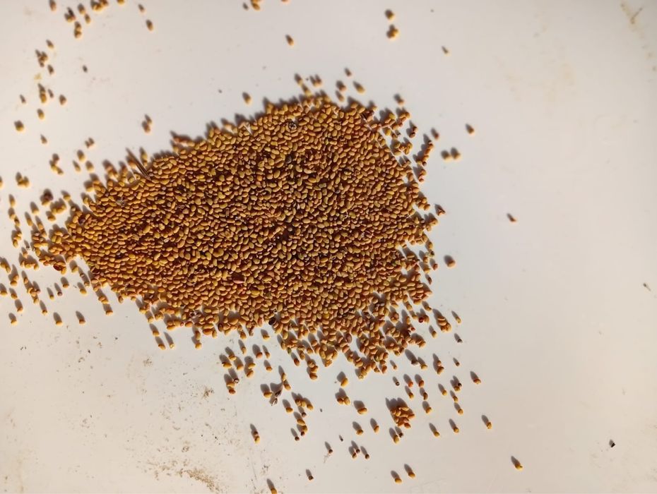 Жоңышқа ұрық тазаланған бірінші орым