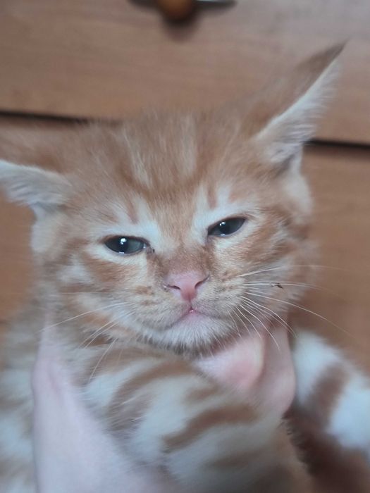 Отдам котят 2 мальчика и девочка