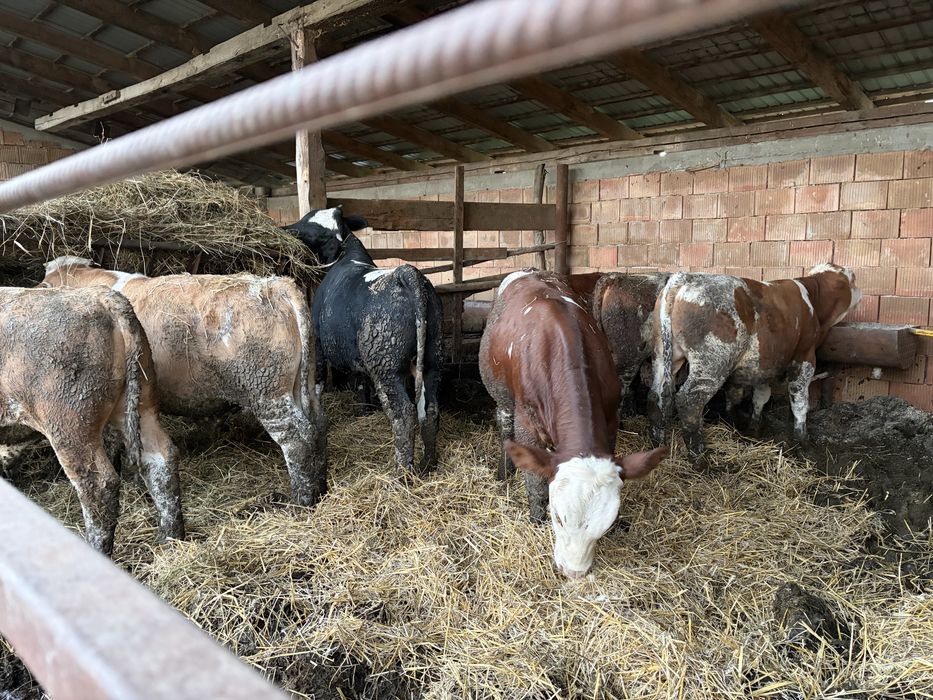 Vind vitei intre 200-300kg