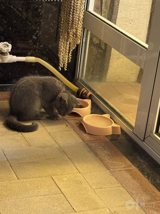 Кошка шотландская