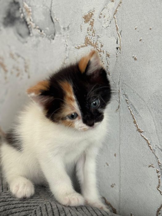 Отдам котят в добрые руки 2 девочки 2 мальчика