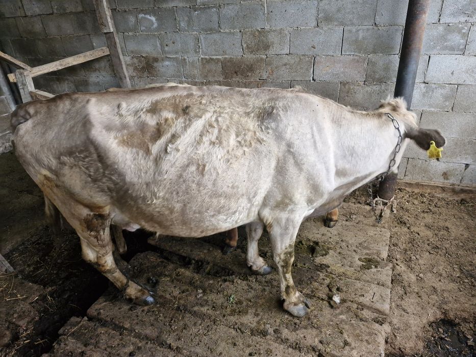 Две коровы молодые