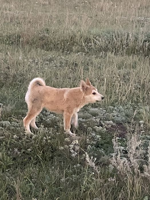 Щенки лайки от рабочих собак