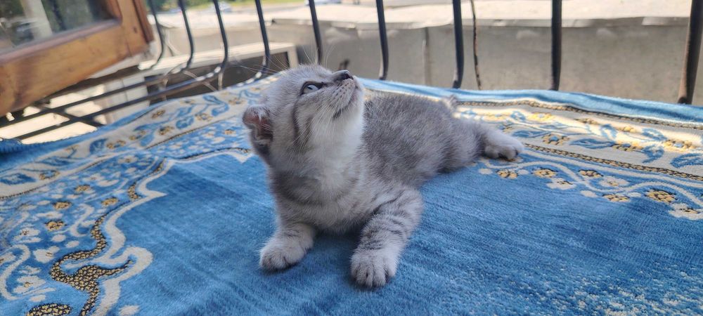 Продается котенок Scottish Fold