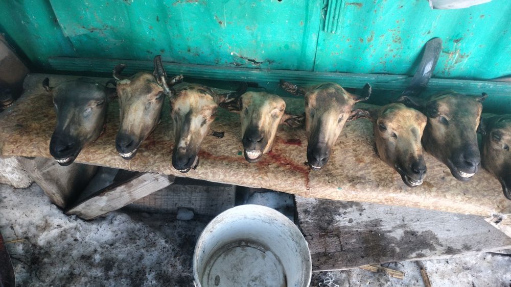 Голова барана...