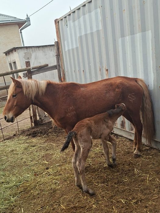 Құлынды бие сатылады