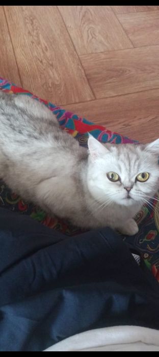 Продам кошку Чистокровная шиншилла