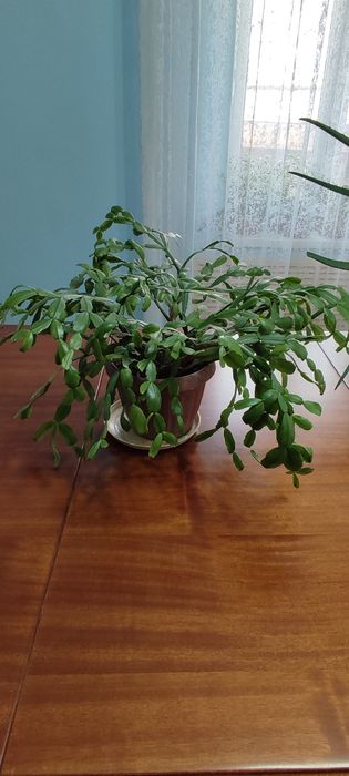 Продаю комнатные цветы разные