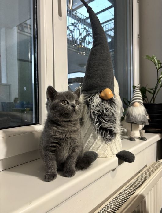 Британска късокосместа котка - мъжка